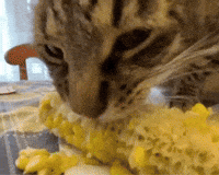 Corn Catmemes GIF
