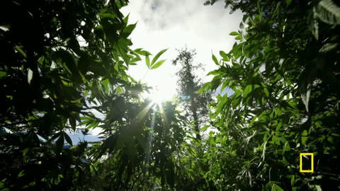 nat geo explorer GIF by National Geographic Channel