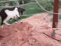 GIF by Random Goat