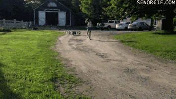 Goat Running GIF