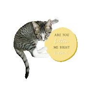 pinitco cat kitten joke puns Sticker