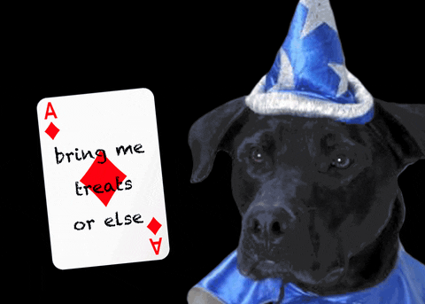 GIF by Nebraska Humane Society