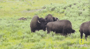 Bison Yellowstone GIF by National Geographic TV