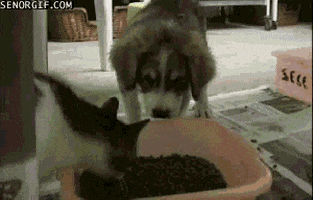 cat eat GIF by Cheezburger