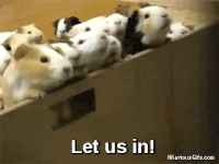 videos results GIF