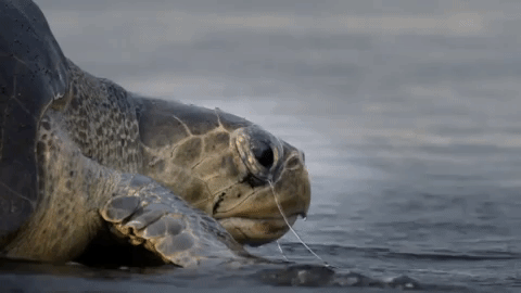 symphony for our world GIF by Nat Geo Wild 