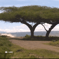 Ford Wings GIF by FIA World Rally Championship