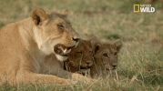 big cat week battle for the pride GIF by Nat Geo Wild 