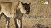 big cat week battle for the pride GIF by Nat Geo Wild 
