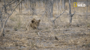 big cat week battle for the pride GIF by Nat Geo Wild 