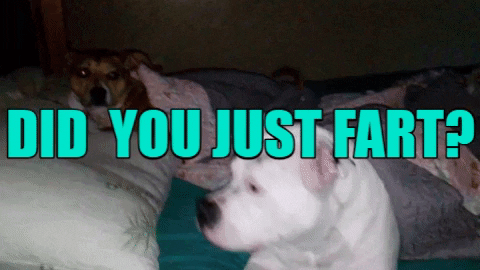 FreeSpiritedHippie giphygifmaker fart daisy penny GIF