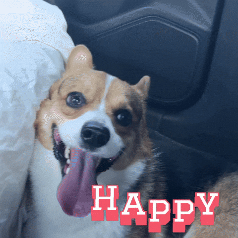 Happy Corgi GIF