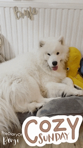 Dog Relaxing GIF