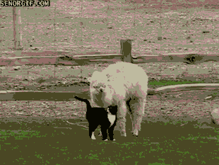cat alpaca GIF by Cheezburger