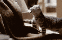 kitty love GIF