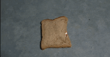 bread GIF