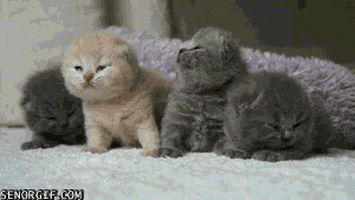 tired best of week GIF by Cheezburger