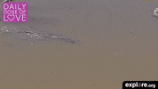 africa love GIF by explore.org