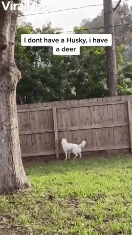Video gif. White dog leaps in a rather unusually graceful fashion along a brown fence. Text, "I don't have a husky. I have a deer."
