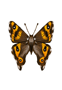 MrsRockett butterfly new zealand flora newzealand Sticker