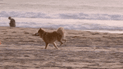 soulpancake dog goal run running GIF