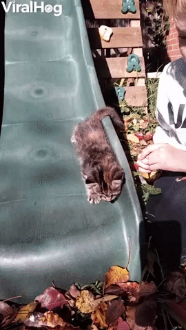 Slippery Sliding Kitten Lands in Leaves