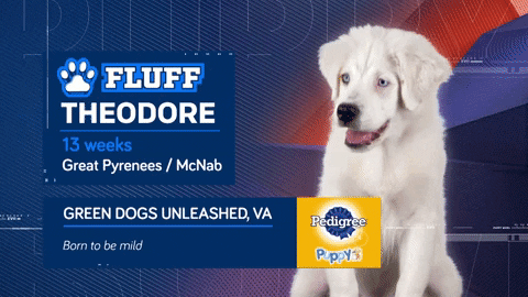 Animal Planet GIF by Puppy Bowl