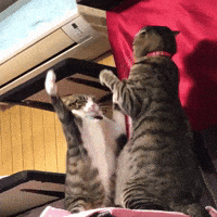 KIRARIwithYANMARS fight cat battle swing GIF