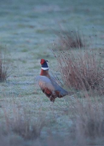 common pheasant bird GIF by Head Like an Orange