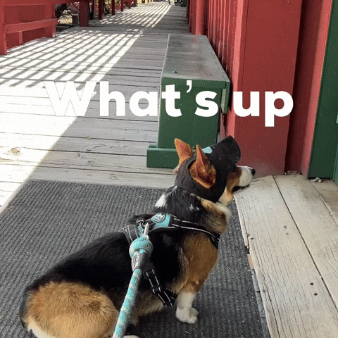 Whats Up Dog GIF