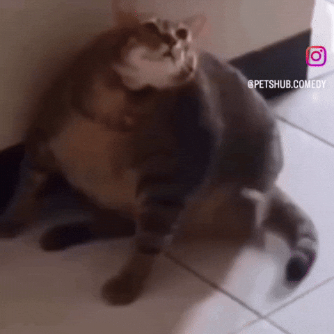 Fat Cat GIF by Respective