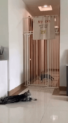 cuteanimalland giphyupload GIF