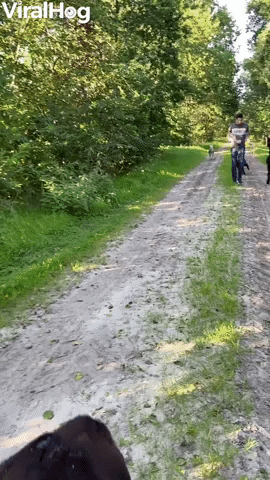Playful Alpacas Get Tripped Up GIF by ViralHog