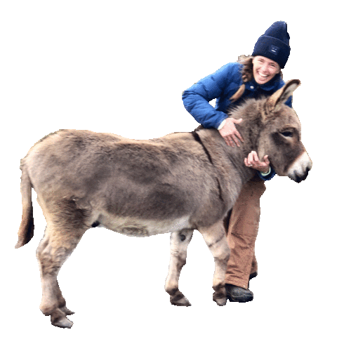 xoxofarmgirl giphyupload donkey xoxofarmgirl talk farm to me Sticker
