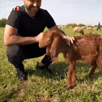 Goat Sheep GIF by TRT