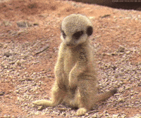 sleepy baby GIF
