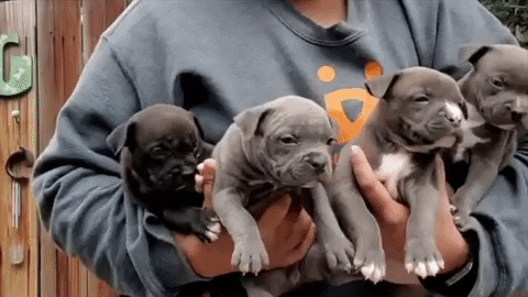 Adopt Puppy Love GIF by Best Friends Animal Society
