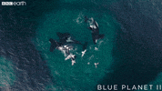 blue planet eating GIF by BBC Earth