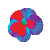 Flower Pansy Sticker by Kew Gardens