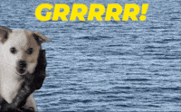 Dog GIF by Angela Shelton