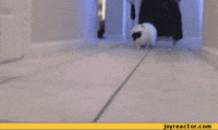 cat running GIF