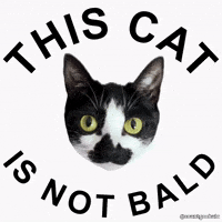 Rotating Meow Meow GIF