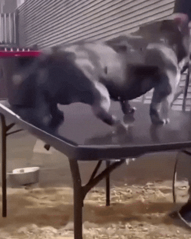 Dog Fail GIF by Respective