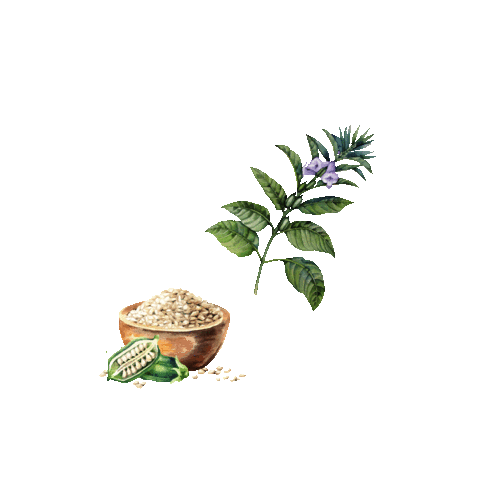internationalcollection giphyupload oils all natural seed oils Sticker