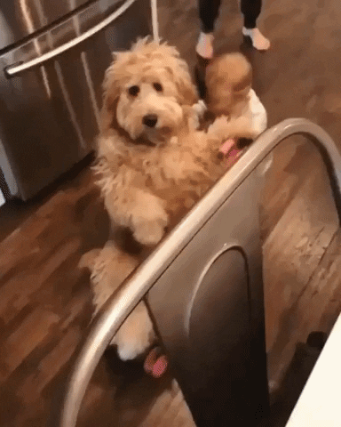 Video gif. A dog sitting in a stroller, being pushed by a baby.