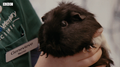 Bbc Two Cute Animals GIF by BBC