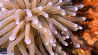 Diver Captures Close-Up Footage of 'Dancing' Cleaner Shrimp