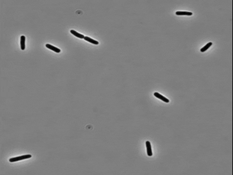 harvardmed giphyupload protein bacteria harvard GIF
