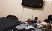 learning reverse GIF