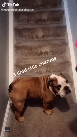Tired British Bulldogs Reluctantly Climb Stairs at Bedtime